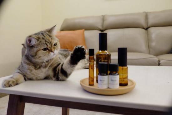 我愛FIFI  | 新月海洋