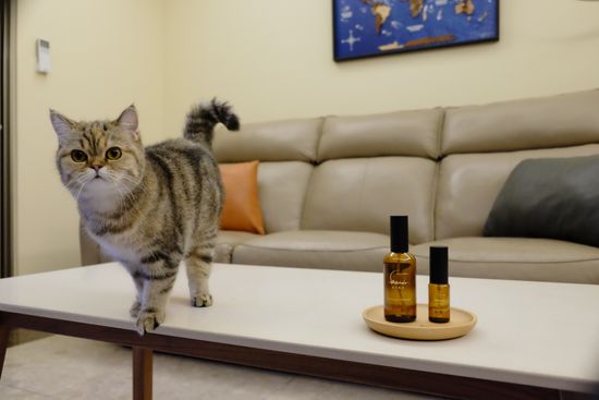 我叫FIFI  | 新月海洋