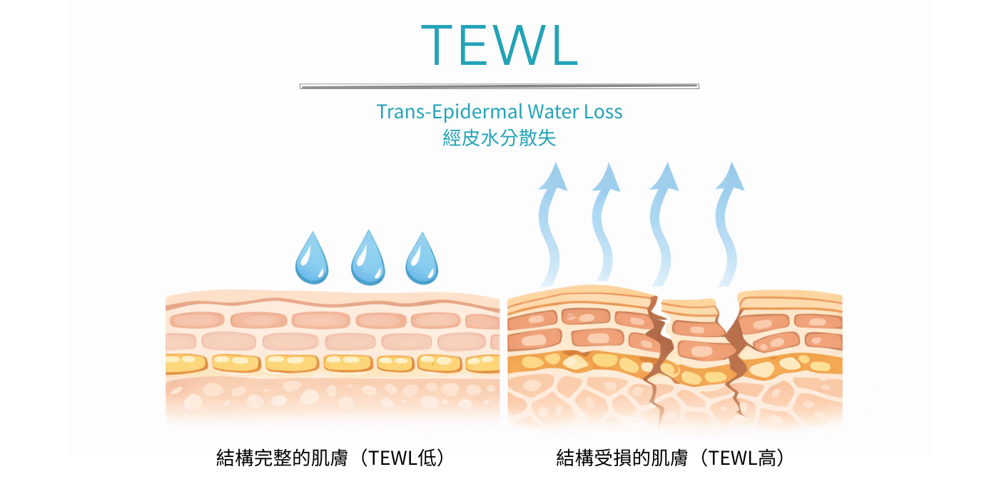 在談鎖水與補水之前，你要先知道「TEWL（經皮水分散失）」