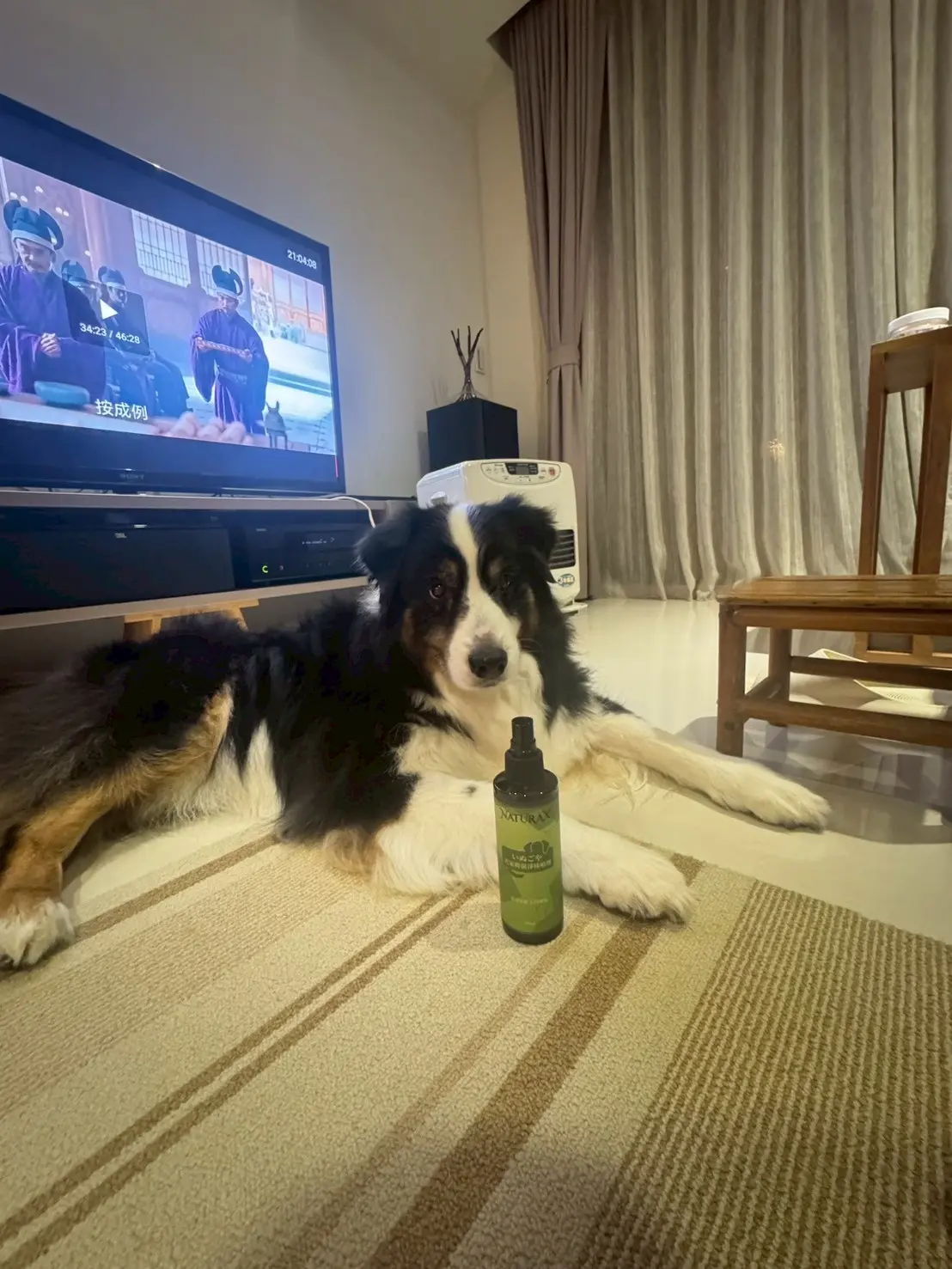 An Australian Shepherd lying on a cozy rug next to a bottle of NaturaX Dog Home Odor and Antibacterial Spray in a living room setting