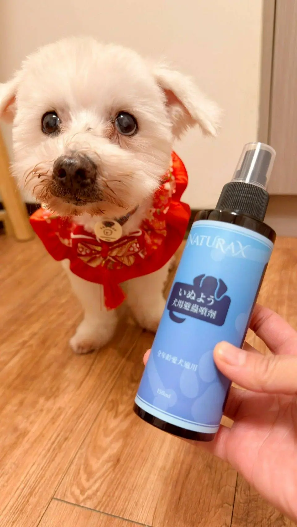 A hand holding NaturaX Dog Insect Repellent Spray in front of a cute white senior dog wearing a festive red collar