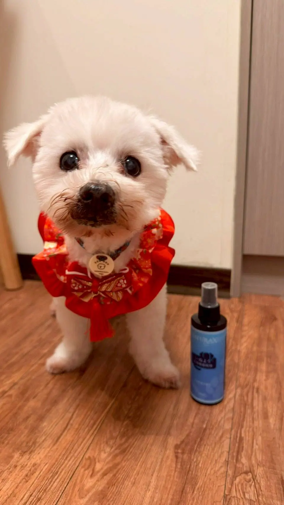 A small white dog named Doudou wearing a red floral collar, standing next to a bottle of NaturaX natural insect repellent spray on a wooden floor