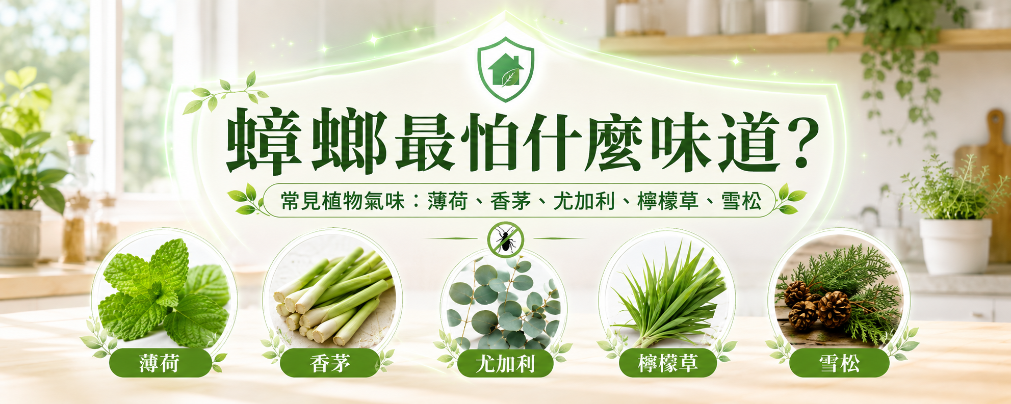 蟑螂最怕什麼味道？天然植物氣味真的能防蟑嗎？