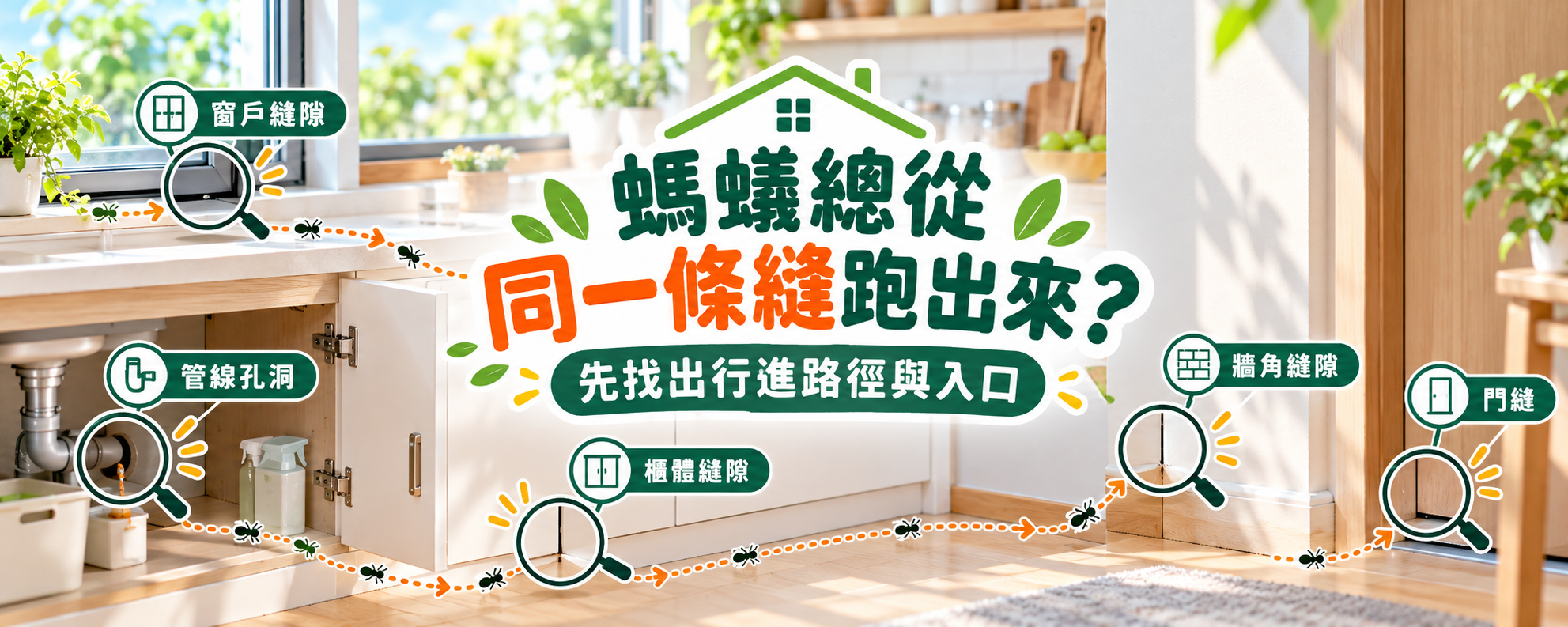 螞蟻總是從同一條縫跑出來？先從行進路徑找出牠們的入口