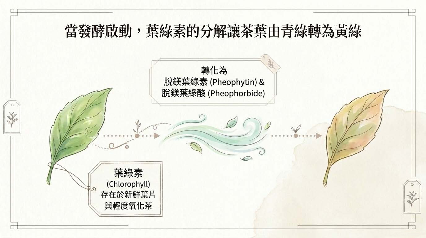 Decoding_Oolong_Color_頁面_04
