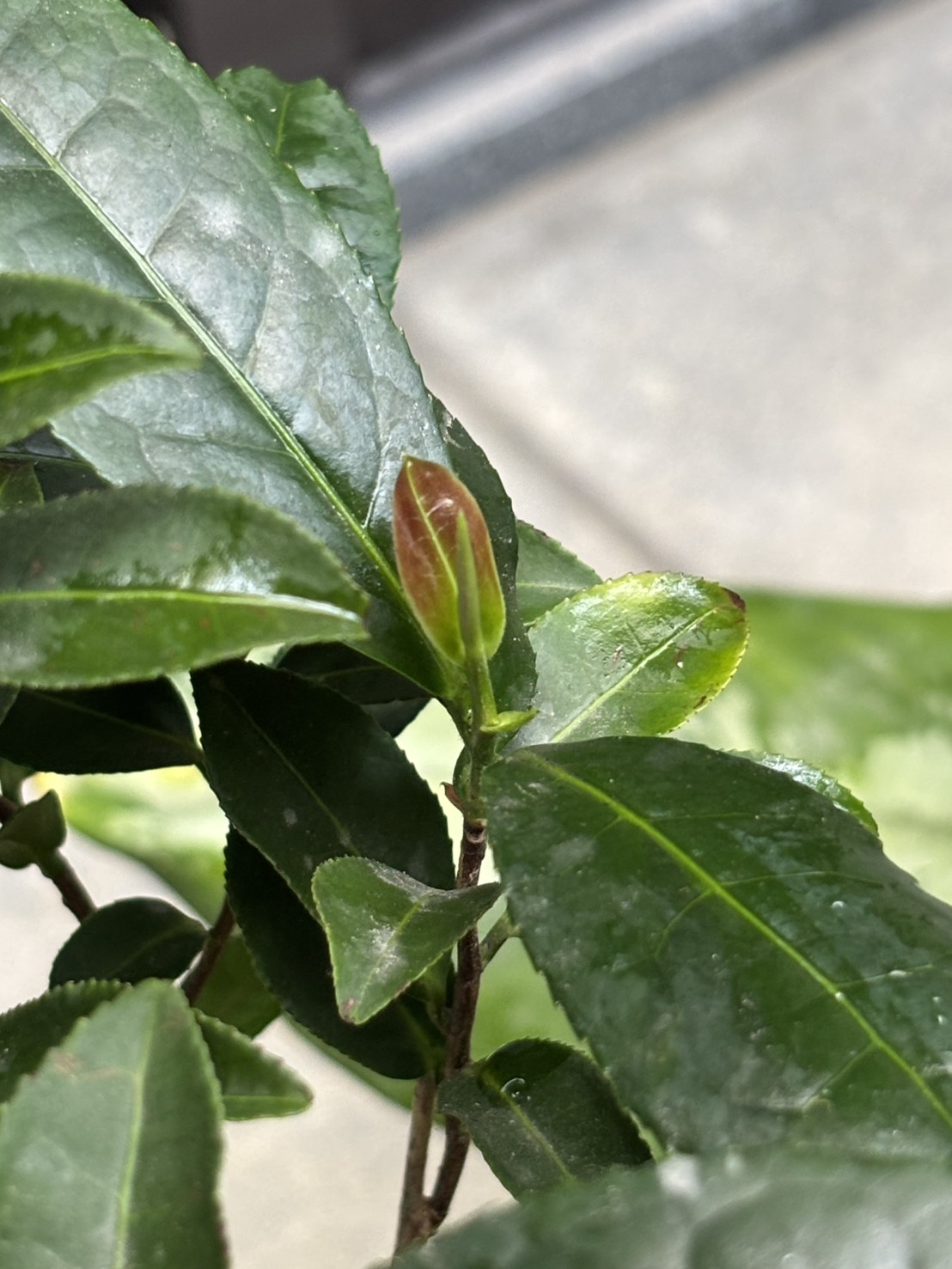 S__63954962_0