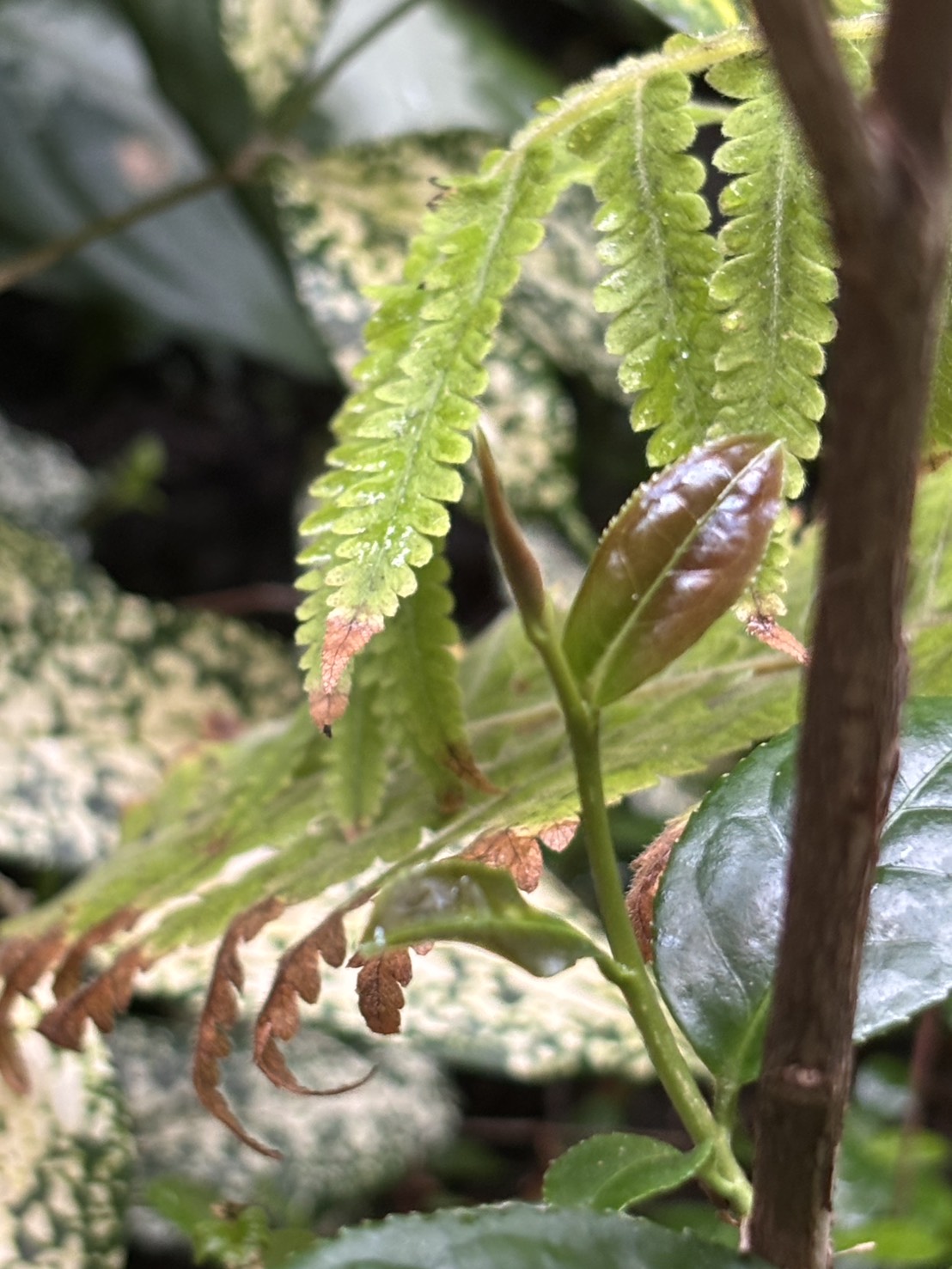 S__63954963_0
