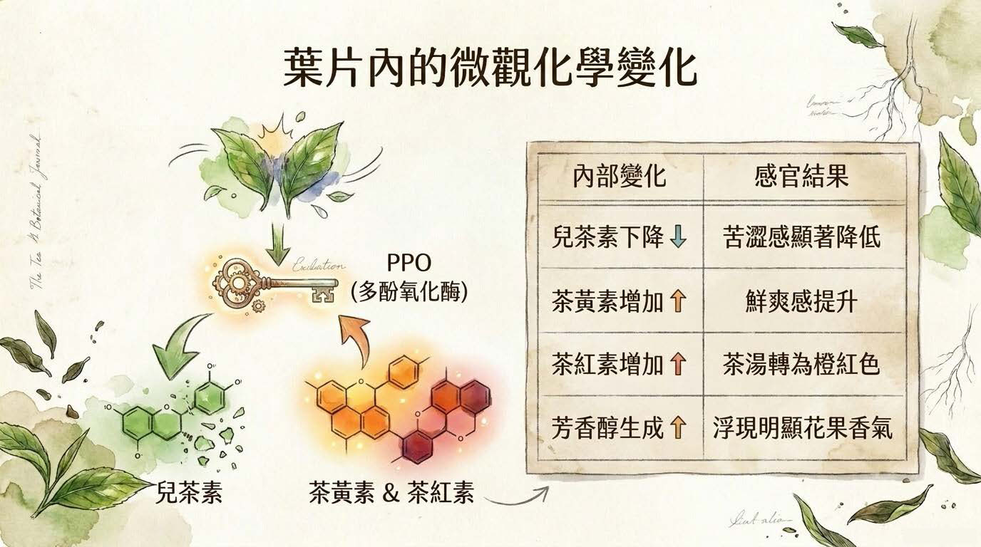 Taiwanese_Tea_Decoded_頁面_05