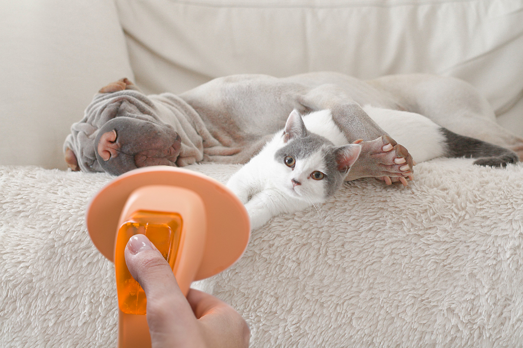 vofami 寵物乾洗刷 使用示範 貓咪乾洗