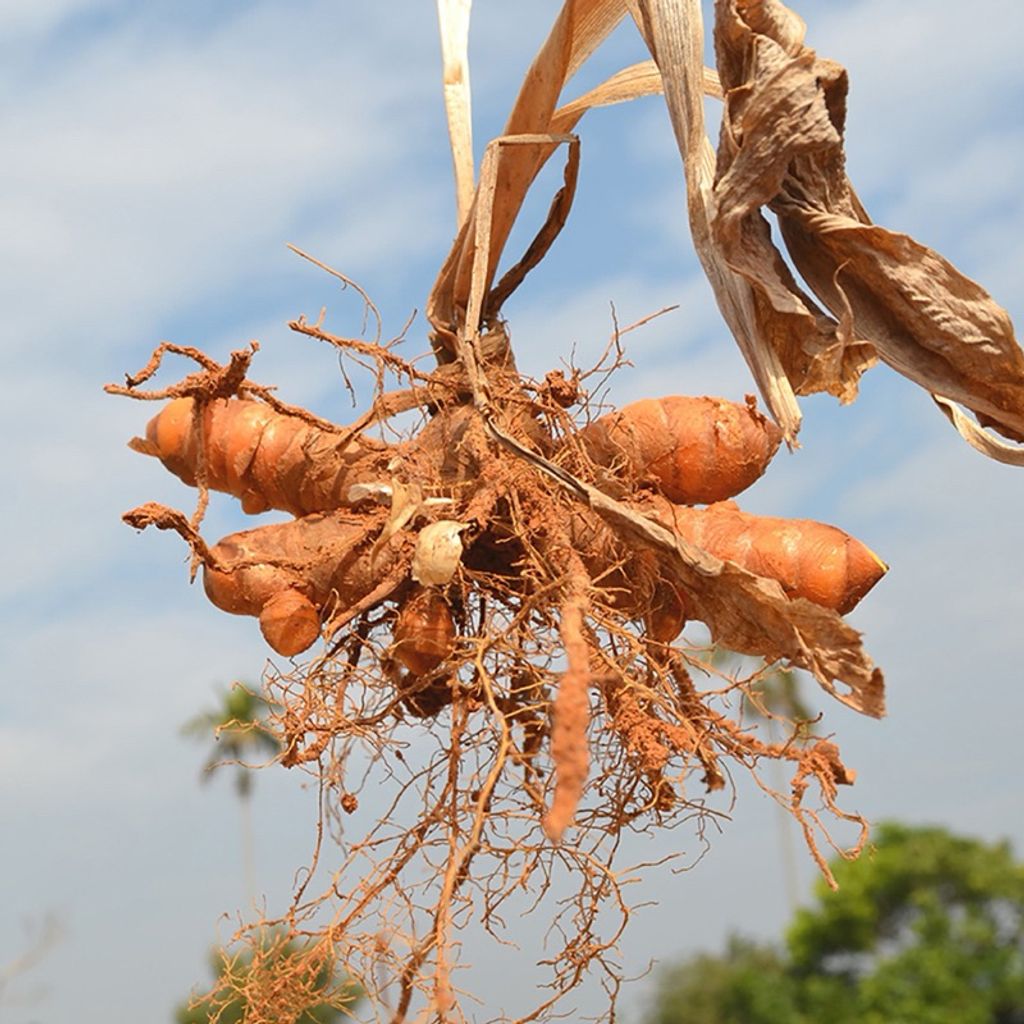 sg-11134207-7ra3a-m4tzps2es0qy95