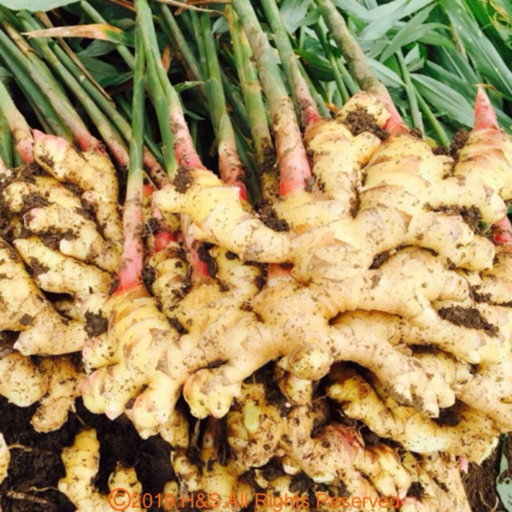 sg-11134207-7rd4n-m7x9s6iesion77