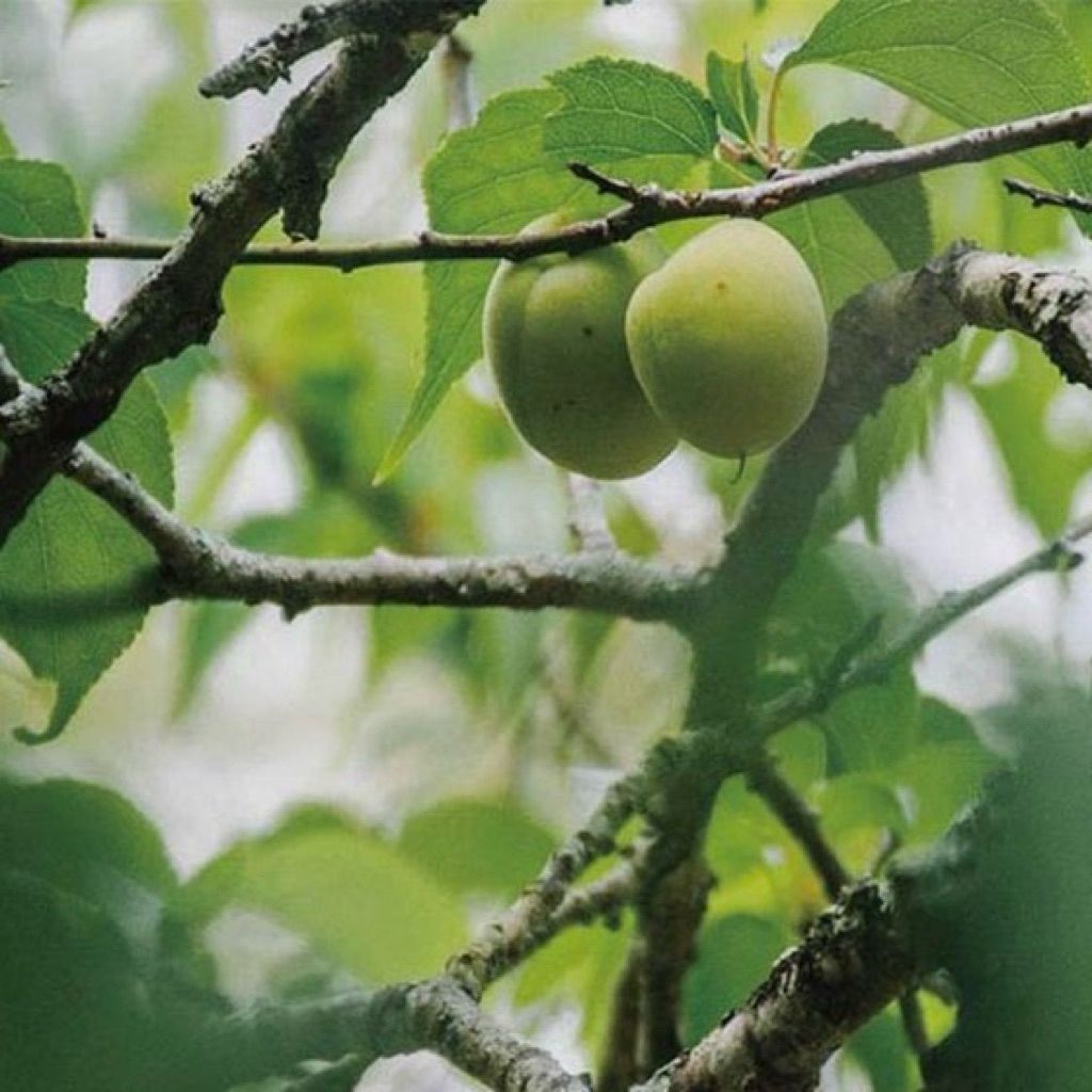 sg-11134207-7rat7-mal3iyrigkepc1