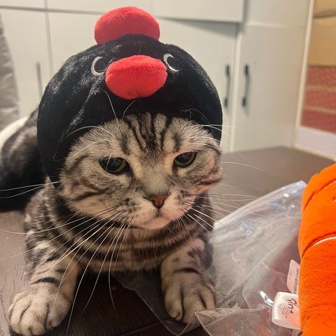 tw-11134207-81ztd-miq3z33t8agy5e