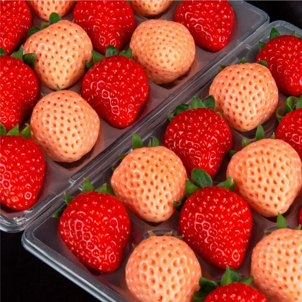 image_6F28B0ED-FCDD-41BF-8D10-BB04DB822C33_1764640439