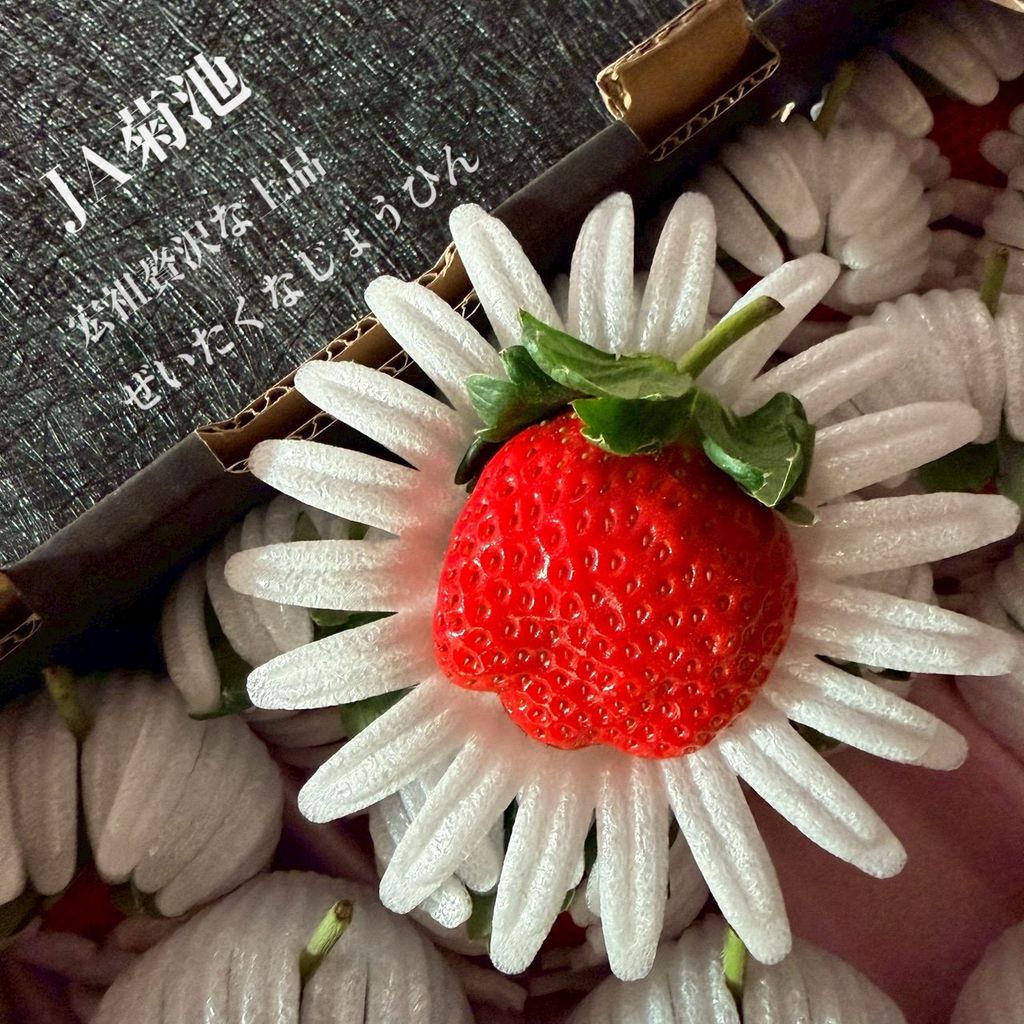 image_C2E12810-E51C-4550-935B-FC4A57DFEFFE_1765873092