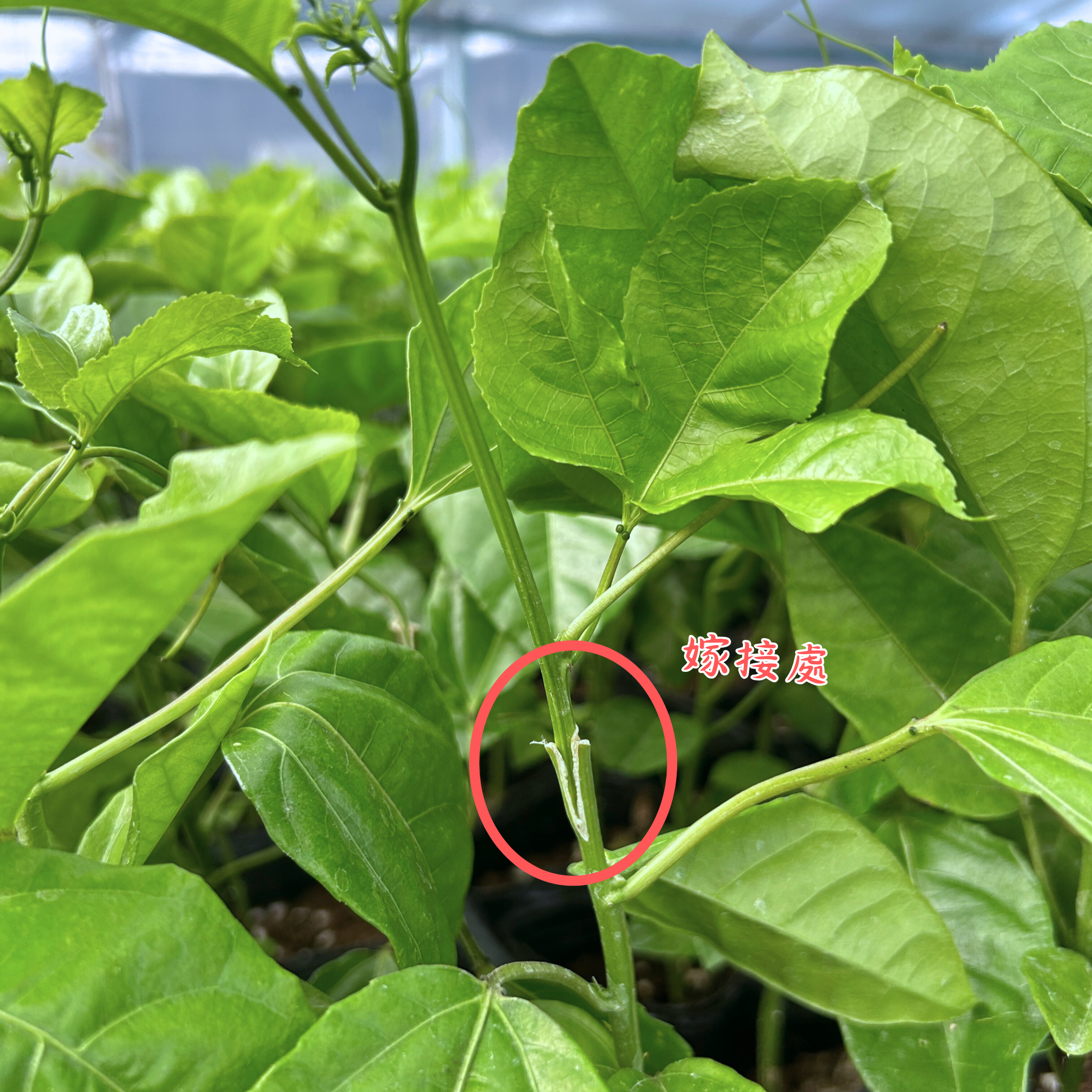 嫁接處