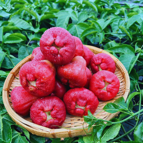 黑珍珠1