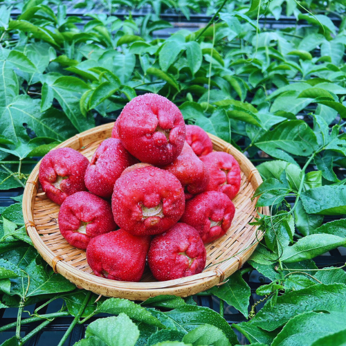 黑珍珠2