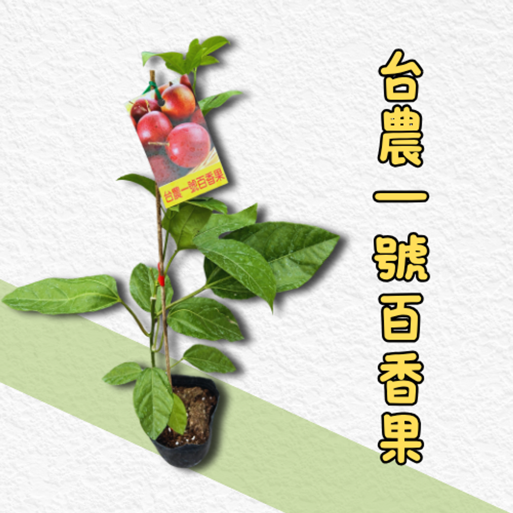 台農百香果苗