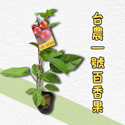 台農百香果苗