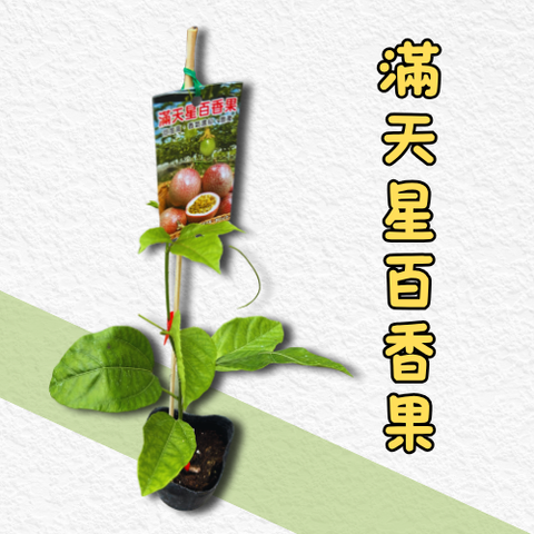 滿天星百香果苗