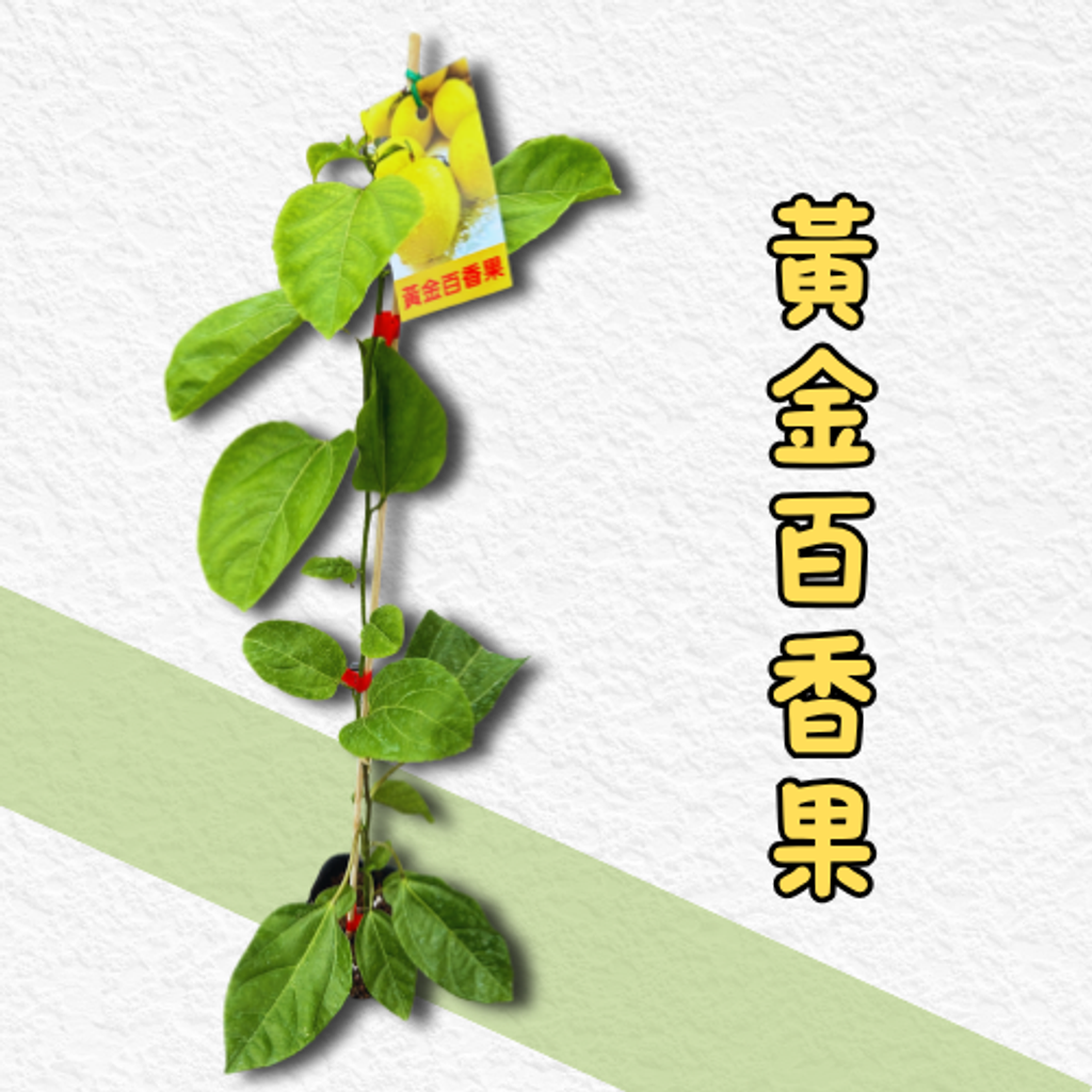 黃金百香果苗
