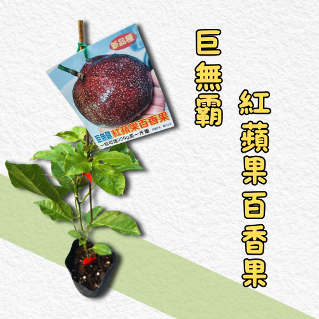 紅蘋果百香果苗商品
