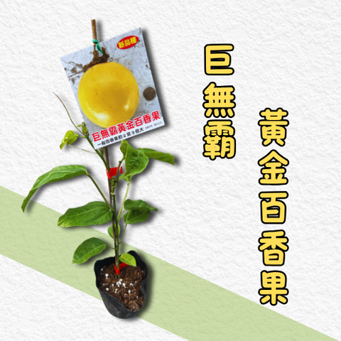 巨無霸黃金百香果苗