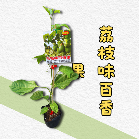 荔枝味百香果苗商品