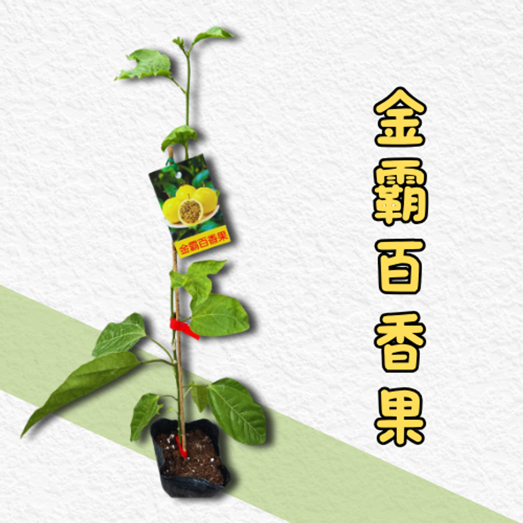 金霸百香果苗