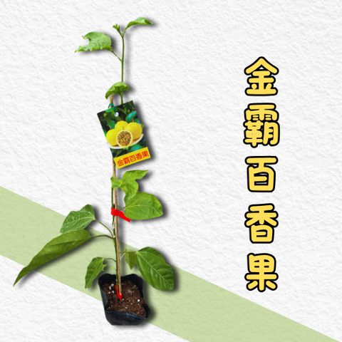 金霸百香果苗