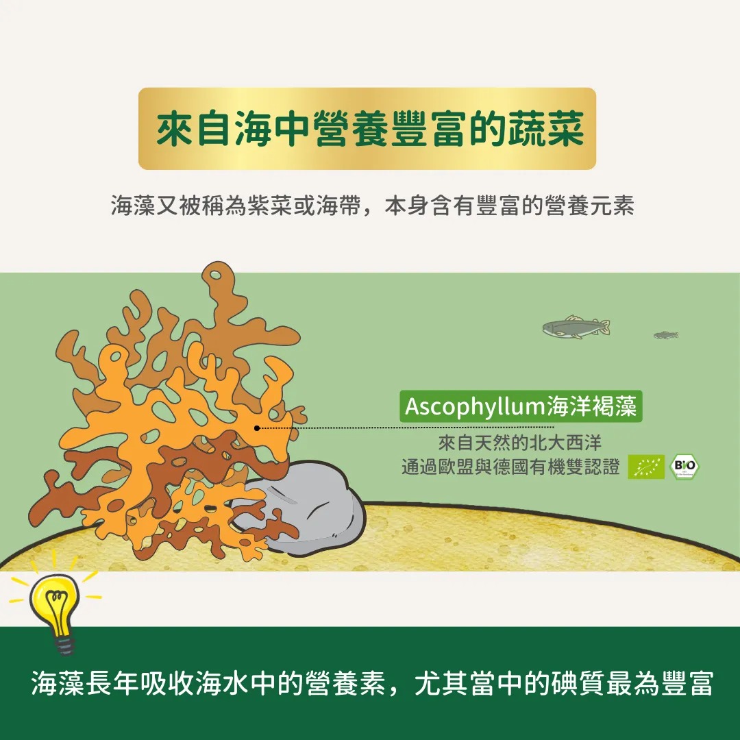 imgi_19_海藻營養粉06