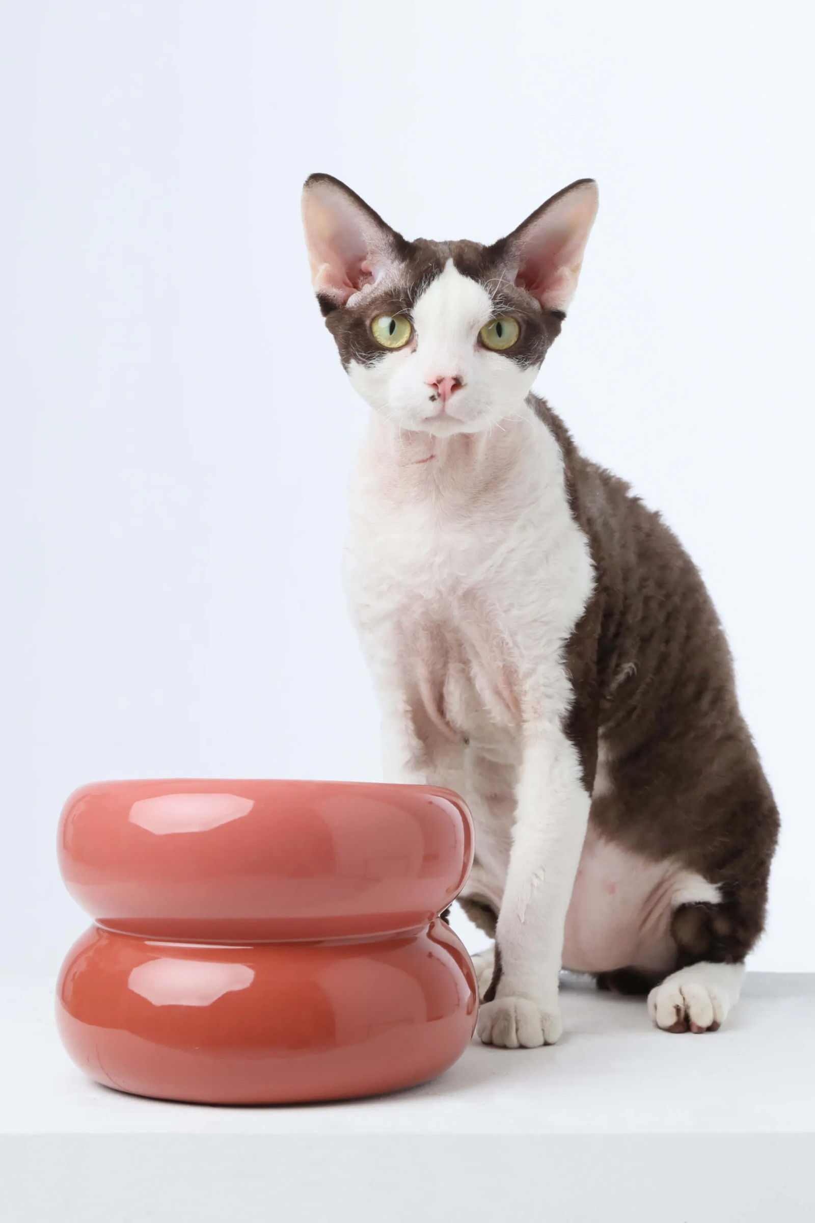 HWVK2rZGvqYD5FpvkbuxP