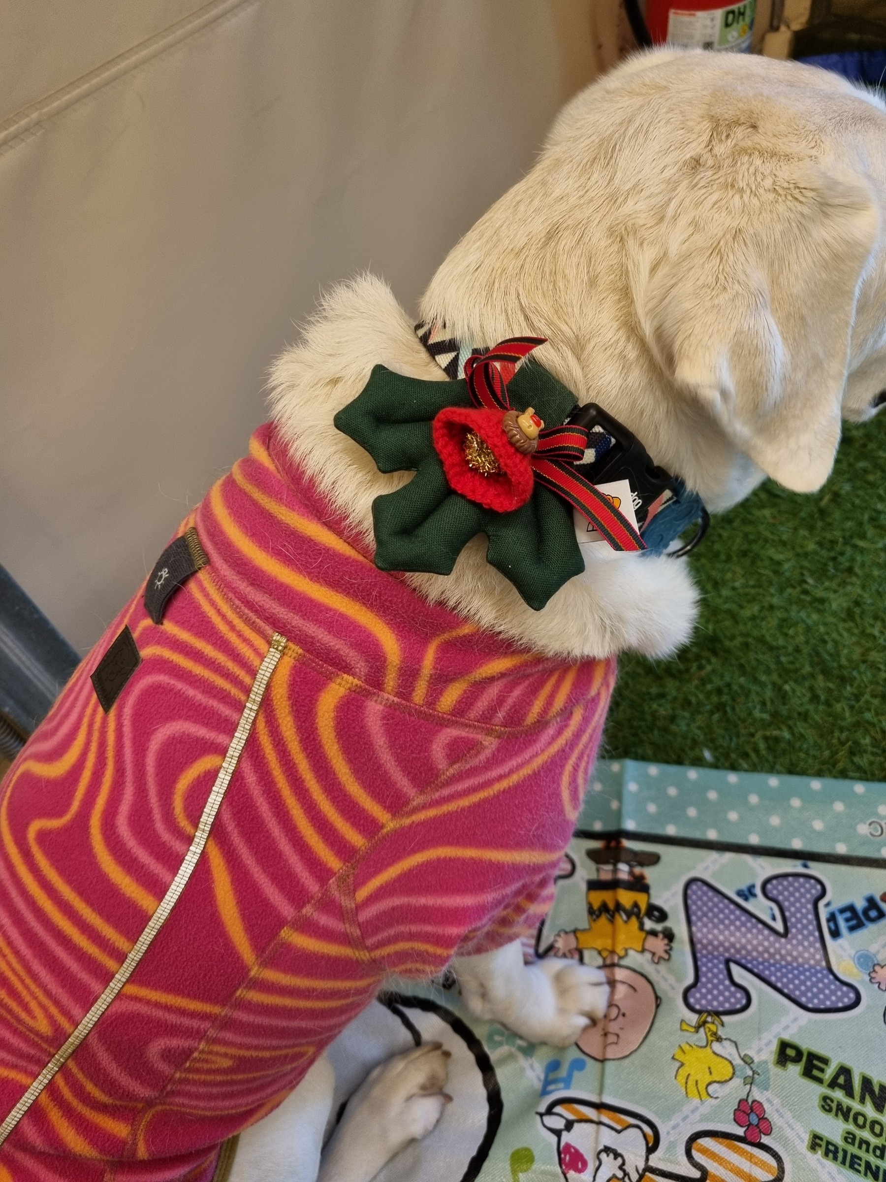 imgi_86_1734059333667