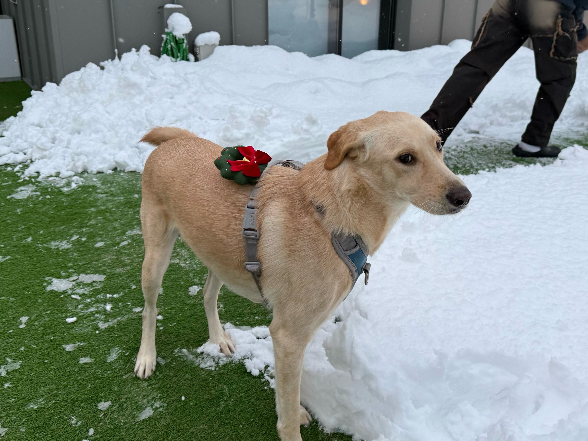 imgi_81_1732754880399