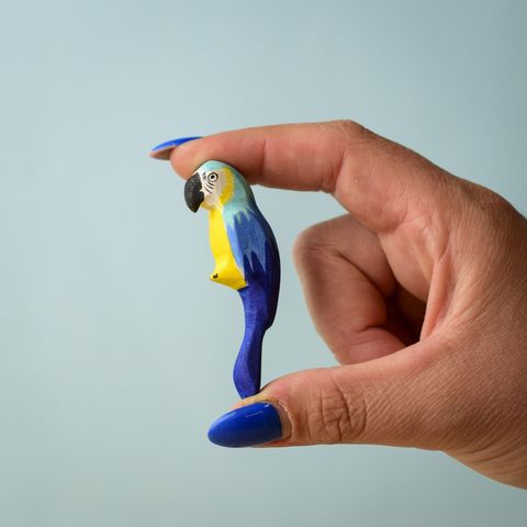 blue-macaw-parrot~7152