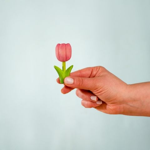 festive-tulip~5797121