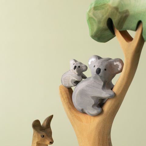 koala~8024