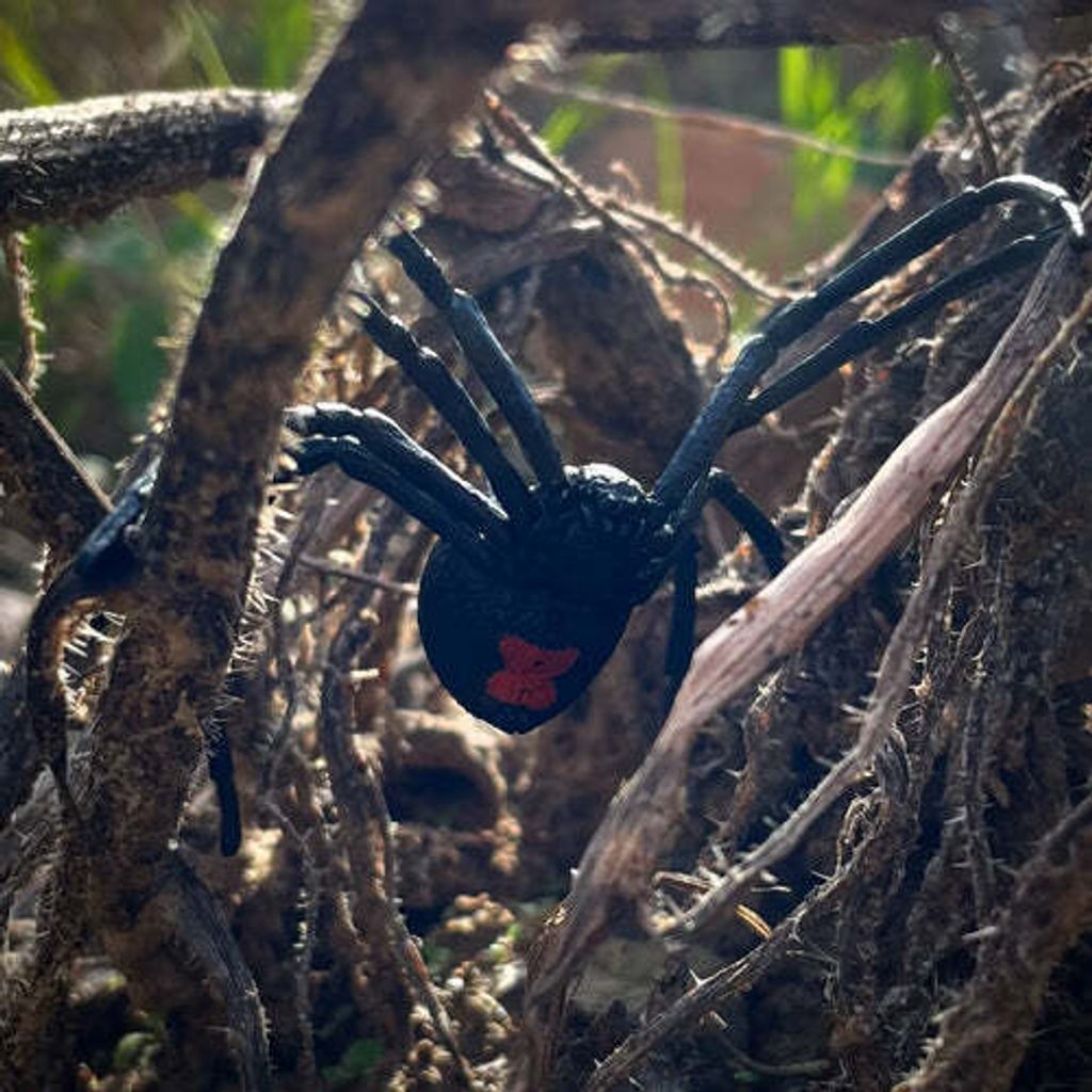 Toymany_Black_Widow_Spider_Figurine_Toy-outdoor