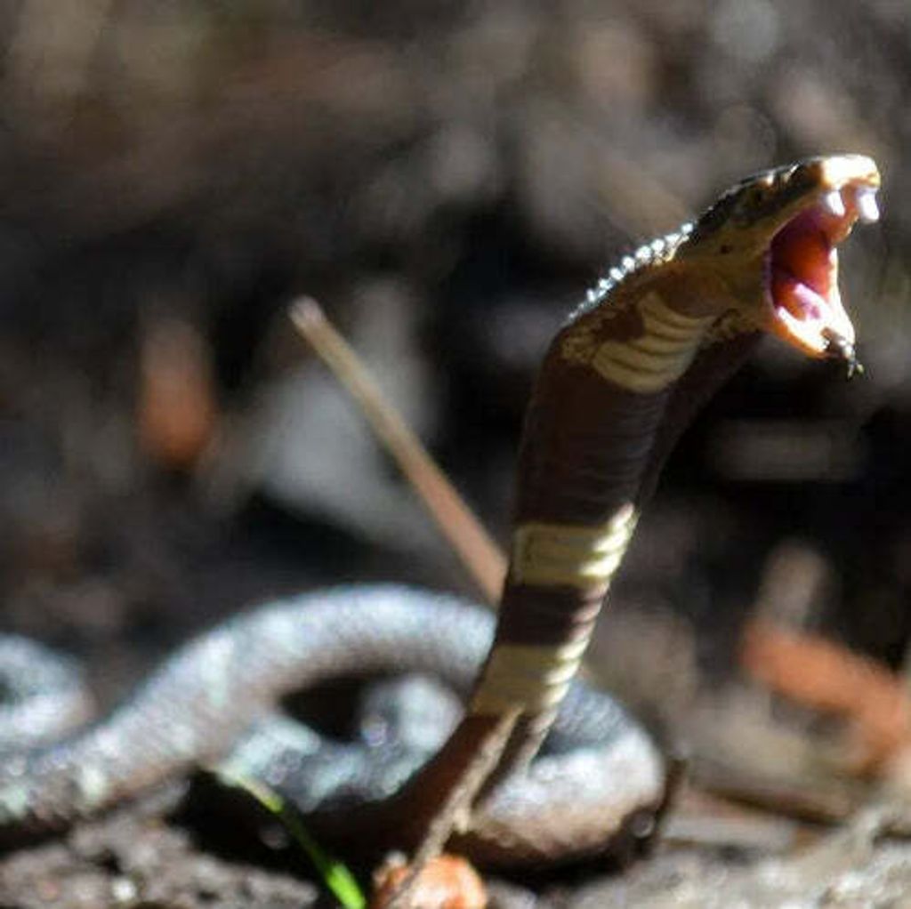 Toymany_Cobra_Figurine_Toy-outdoor