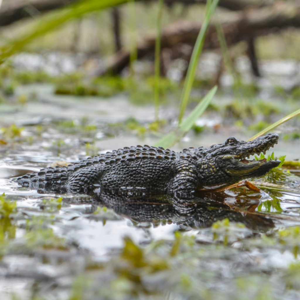 ToymanyAlligatorFigurineToy-outdoor