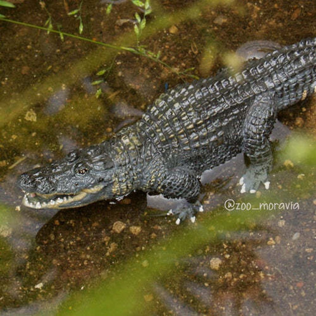 Toymany_Alligator_Figurine_Toy-outdoor-2