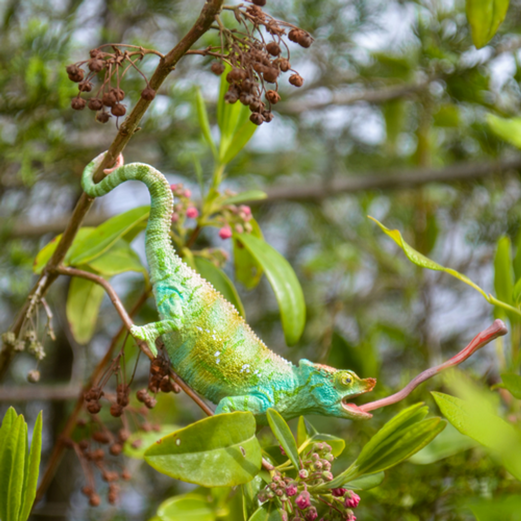 Toymany_Parson_s_Chameleon_Figurine_Toy-6