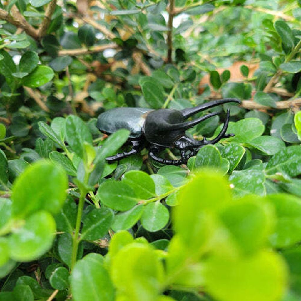 Toymany_Atlas_Beetle_Figurine_Toy-6