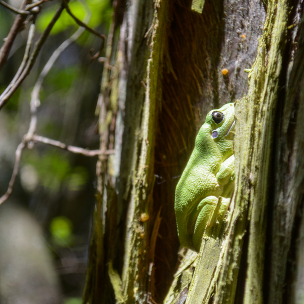 Toymany_Australian_Green_Tree_Frog_Figurine_Toy-7