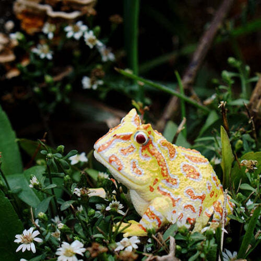 Toymany_Argentine_Horned_Frog_Figurine_Toy-6