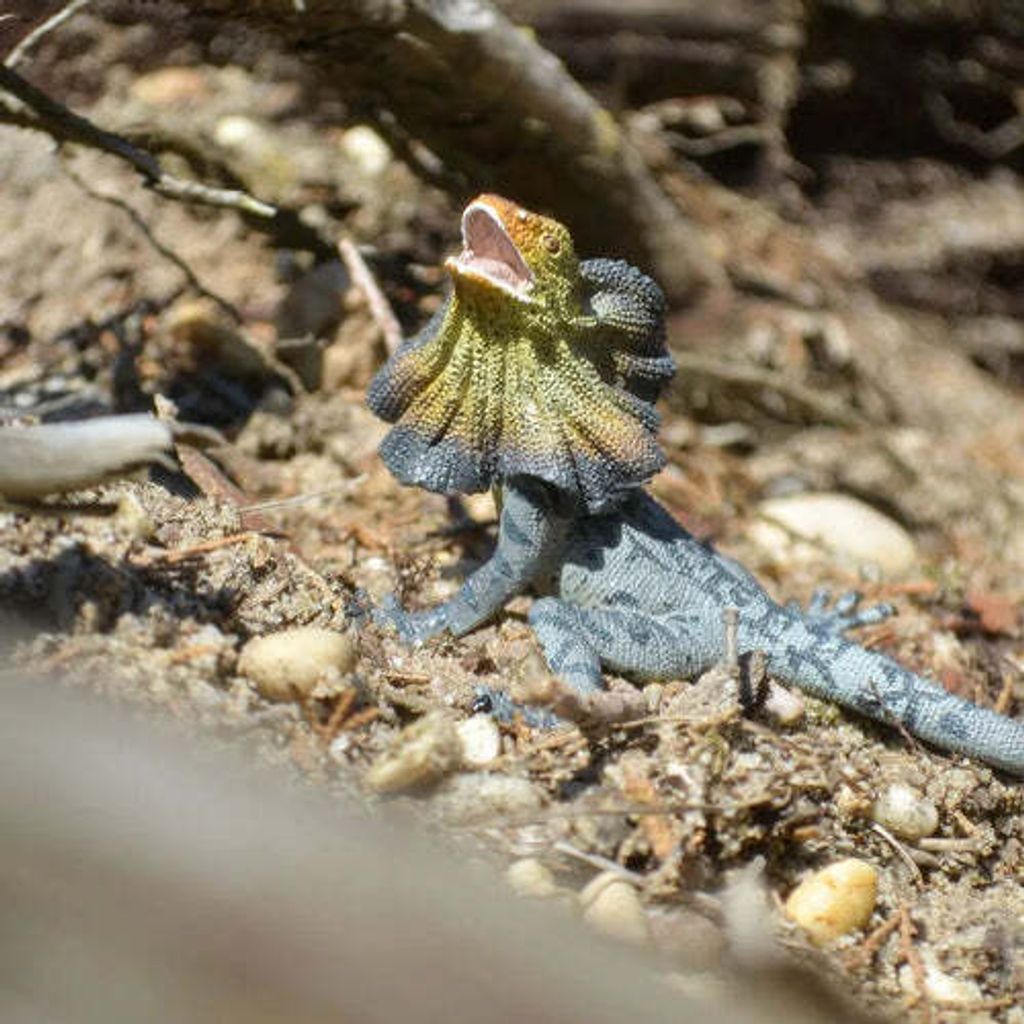 Toymany_Frilled_Lizard_Figurine_Toy-outdoor-1