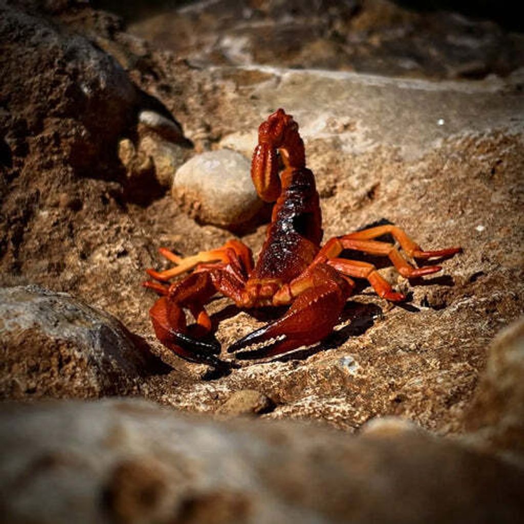 Toymany_Red_Scorpion_Figurine_Toy-outdoor-1
