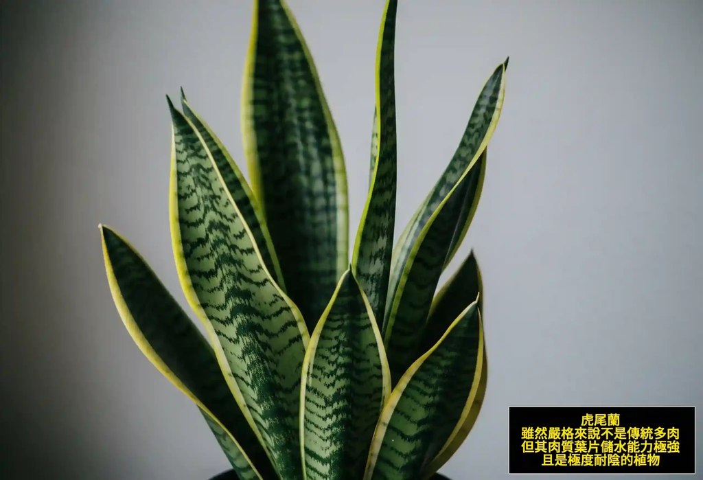虎尾蘭雖然嚴格來說不是傳統多肉，但其肉質葉片儲水能力極強，且是極度耐陰的植物。-2048x1398