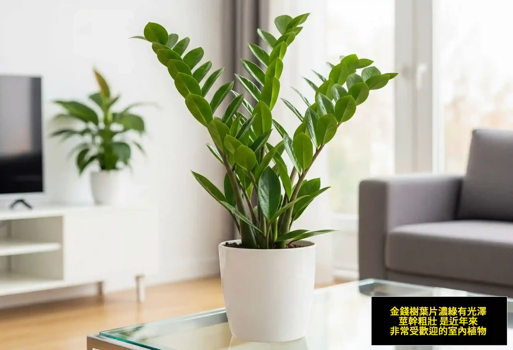 金錢樹葉片濃綠有光澤，莖幹粗壯，是近年來非常受歡迎的室內植物。-2048x1398